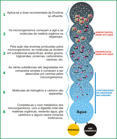 microorganismos